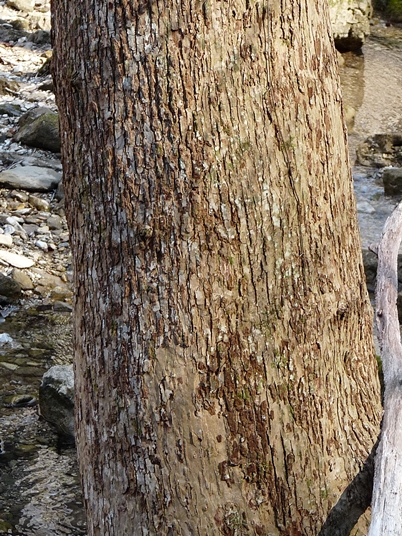 {Magnolia acuminata}